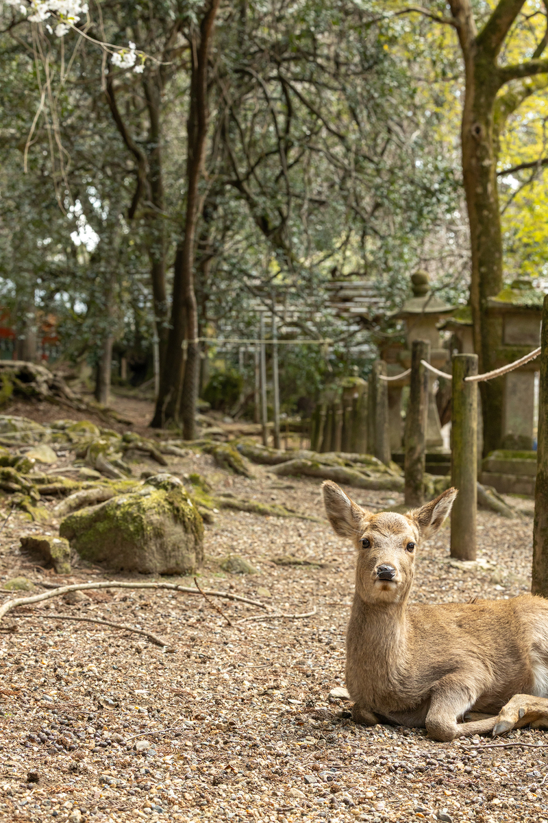 桜満開の奈良公園