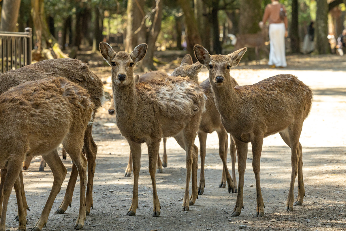 桜満開の奈良公園