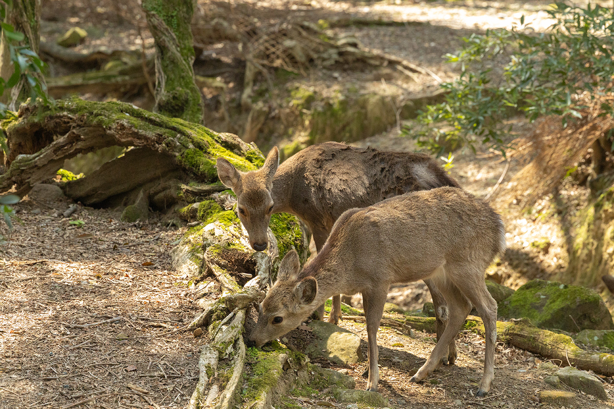 桜満開の奈良公園