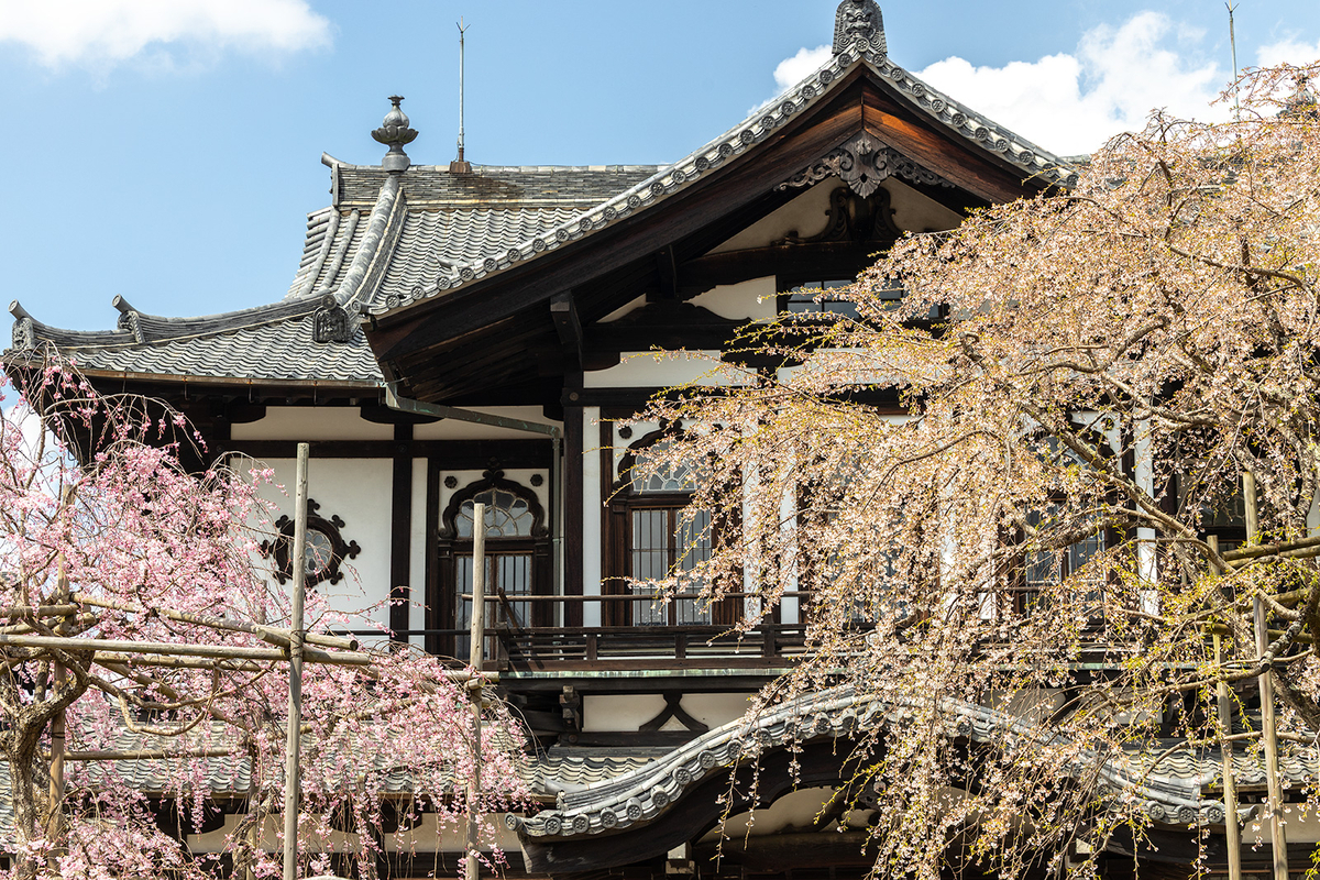 桜満開の奈良公園