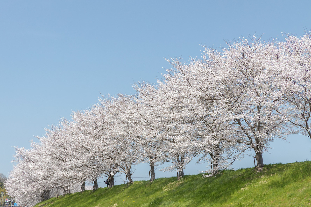 【兵庫県の桜スポット】三田市の武庫川さくら回廊