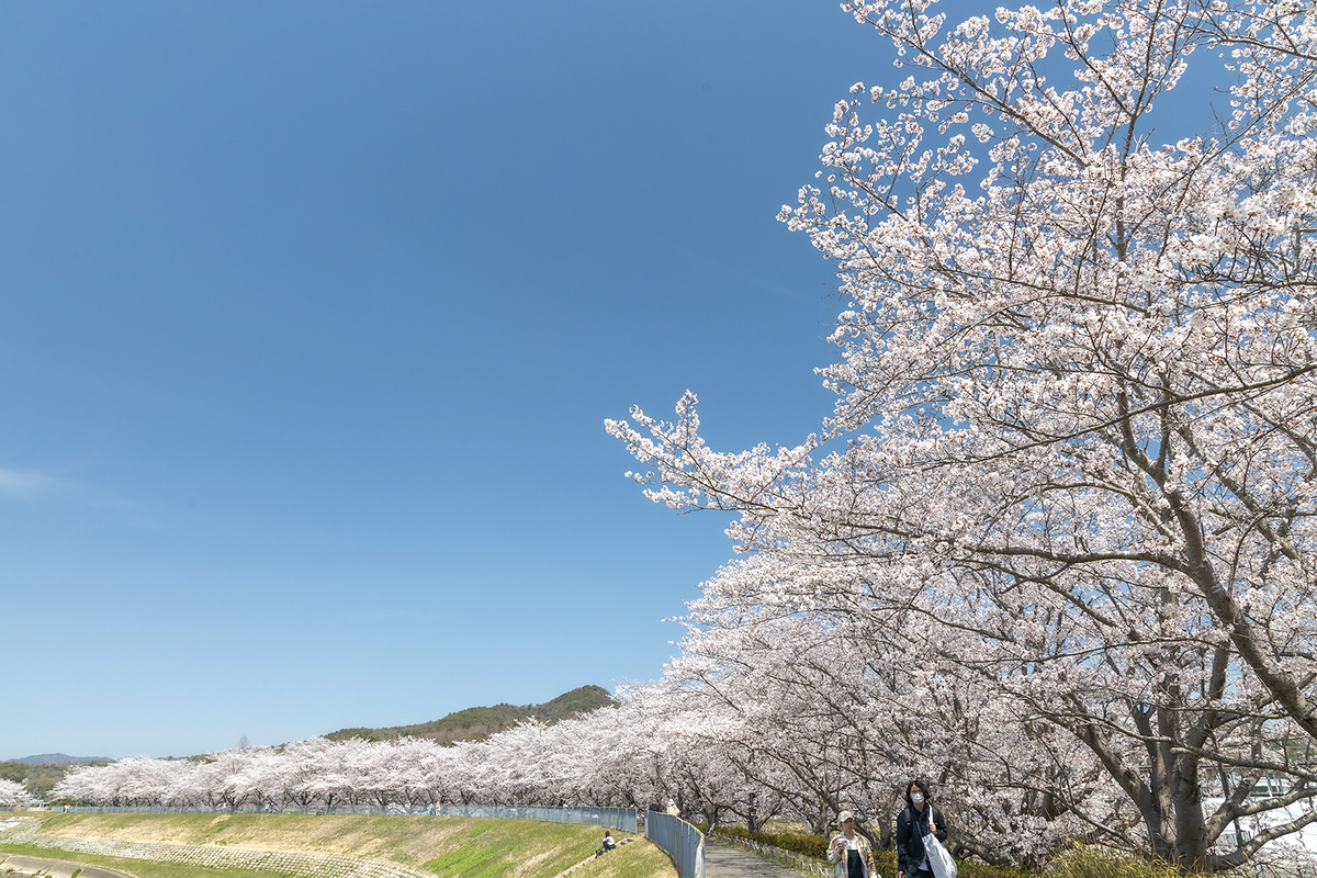 【兵庫県の桜スポット】三田市の武庫川さくら回廊