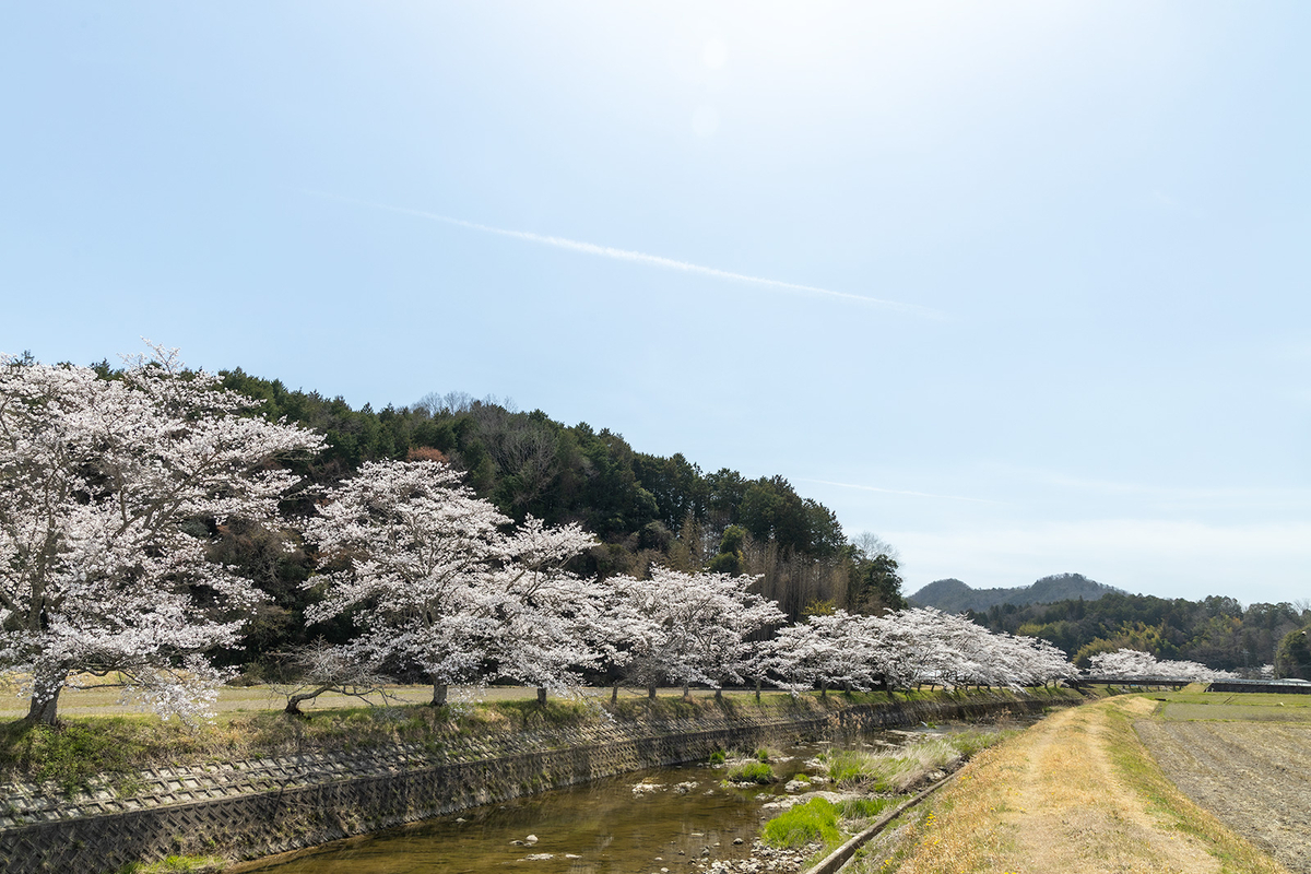 【兵庫県の桜スポット】三田市の武庫川さくら回廊