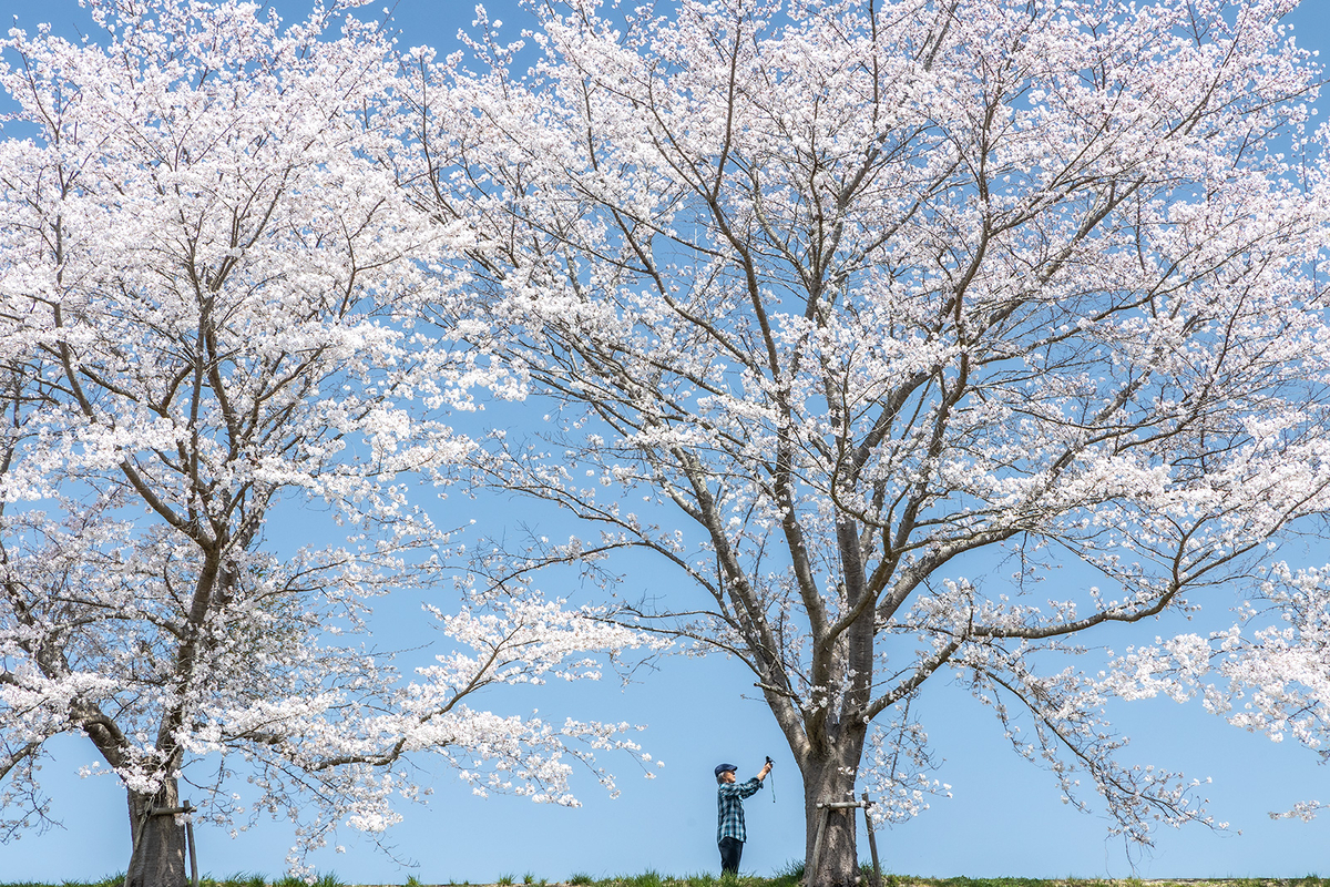 【兵庫県の桜スポット】三田市の武庫川さくら回廊