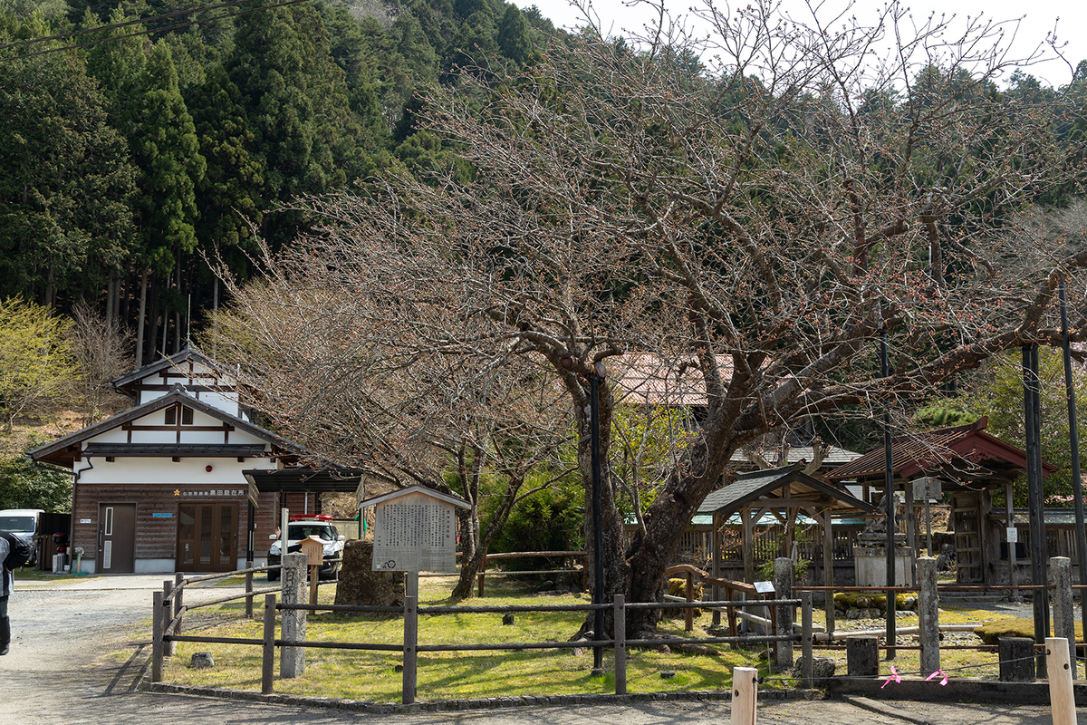 黒田の百年桜