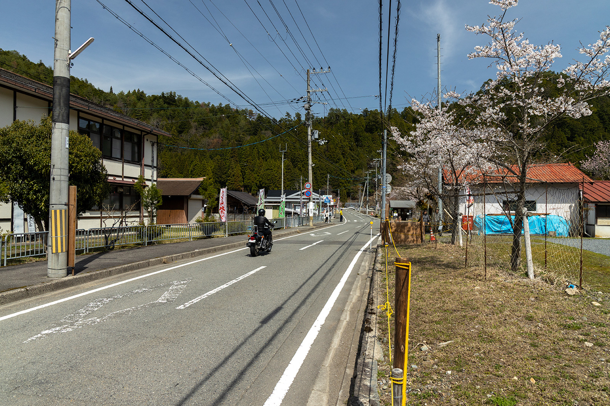 黒田の百年桜