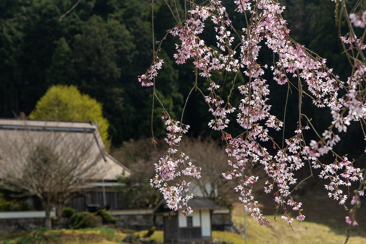 黒田の百年桜