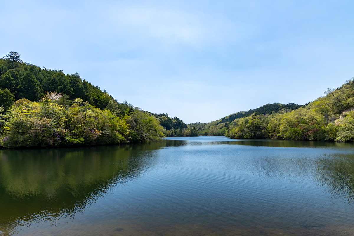 滋賀県の絶景スポット岩尾池の1本スギ