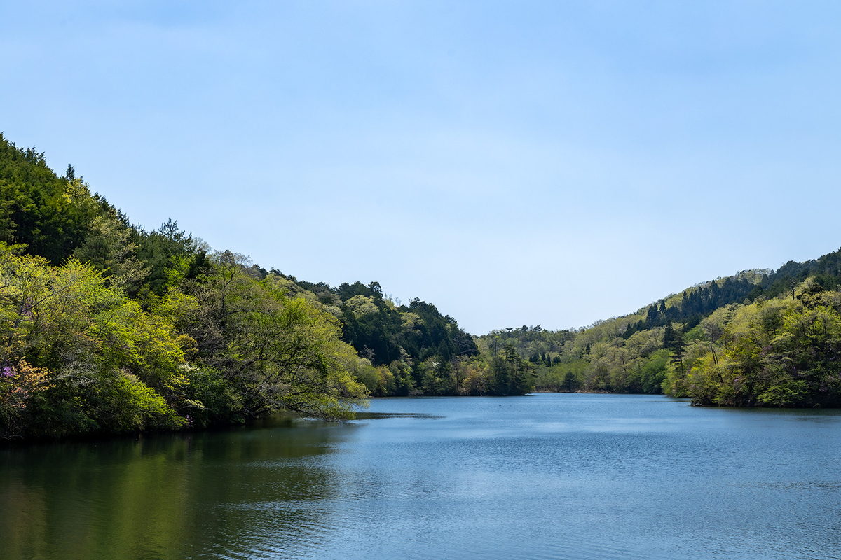 滋賀県の絶景スポット岩尾池の1本スギ