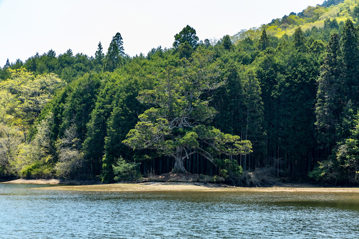 滋賀県の絶景スポット岩尾池の1本スギ