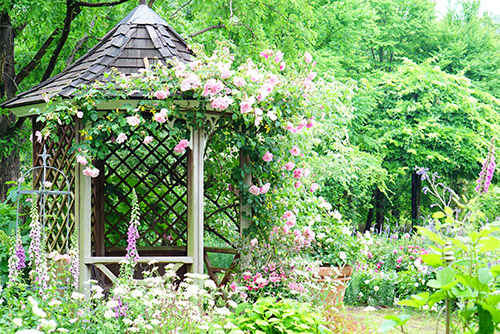 ローズガーデンのローザンベリー多和田