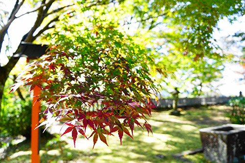 犬山のもみじでらの11月7日時点の紅葉
