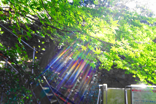 犬山寂光院の下り階段の途中で撮影した綺麗な自然光