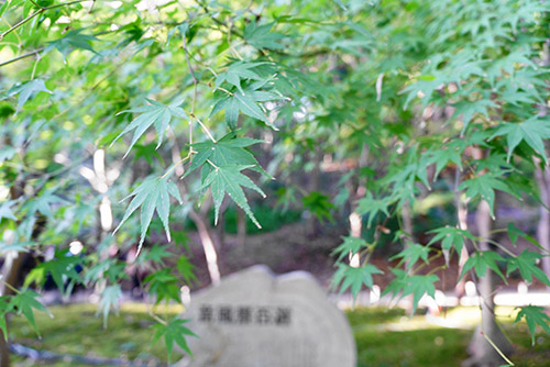 11月16日の東山植物園のもみじ