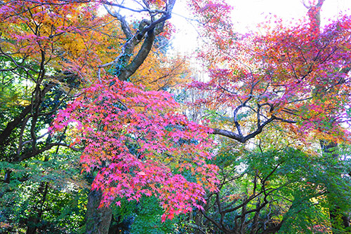 岐阜公園の紅葉