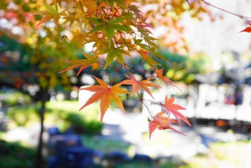 岐阜公園の色づいたもみじ
