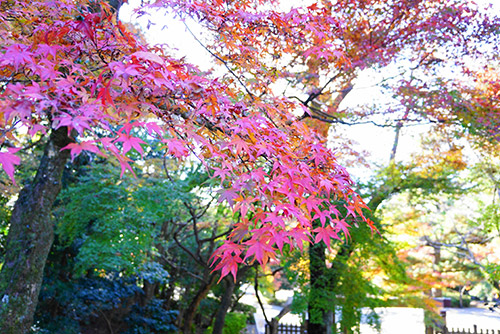岐阜公園の紅葉