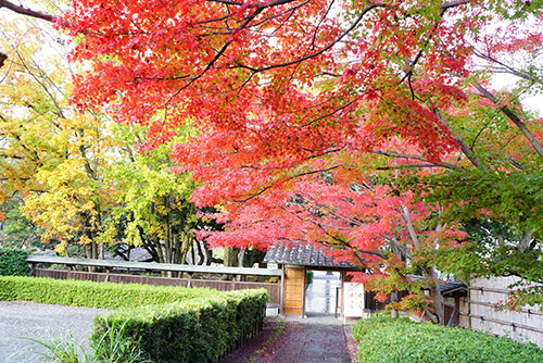 城南亭の紅葉