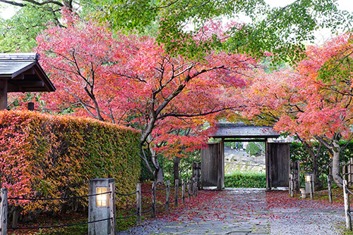 城南亭の和庭園の紅葉