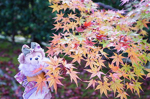 城南亭の和庭園の紅葉