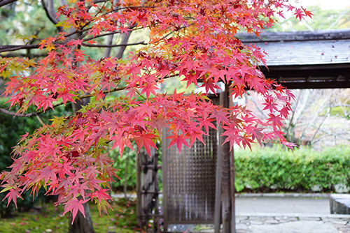 城南亭の和庭園の紅葉がとてもきれい