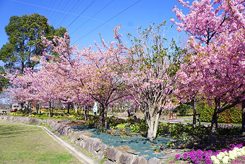 戸田川緑地の河津桜が満開