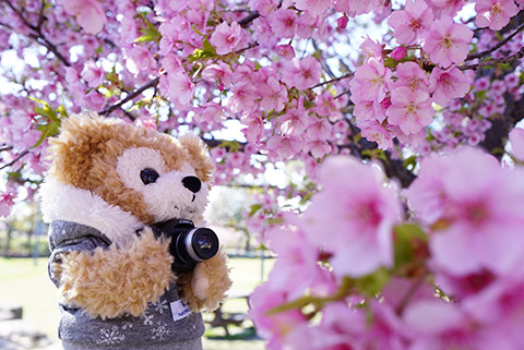 ダッフィーと桜