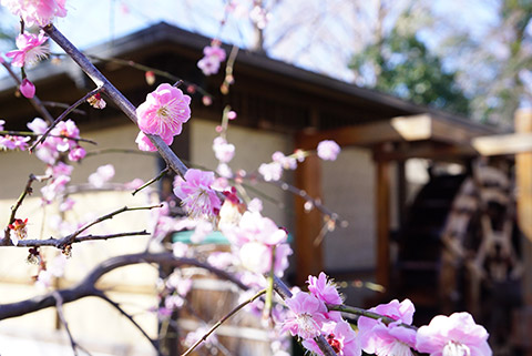 戸田川緑地の梅の花