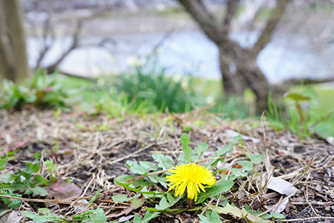 岡崎市の乙川のたんぽぽ