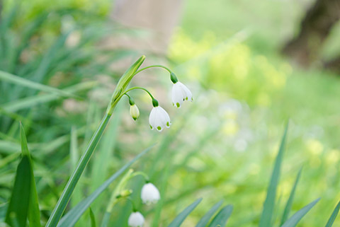 岡崎市の乙川の堤防の花