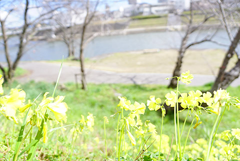かわいい黄色の花