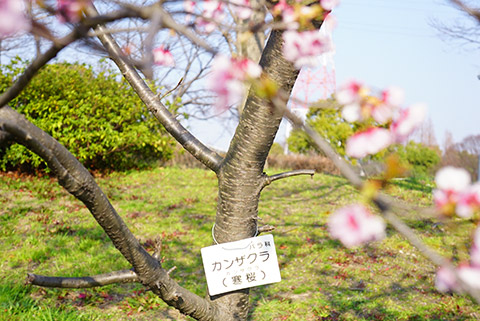戸田川緑地のカンザクラ