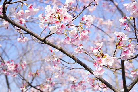 戸田川緑地の桜