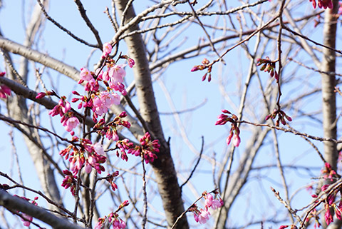 戸田川緑地のカンザクラ
