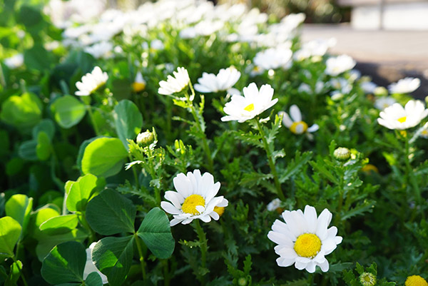 戸田川緑地のデイジー