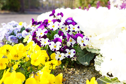 戸田川緑地の春の花