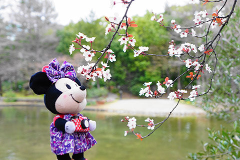 ぬいもーずミニーのミニ江さん