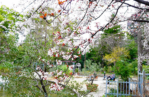 フラリエのベニバスモモ