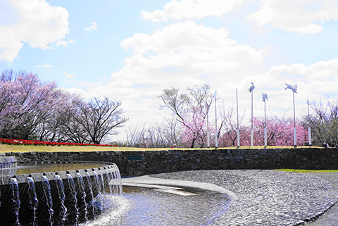 東山植物園の桜