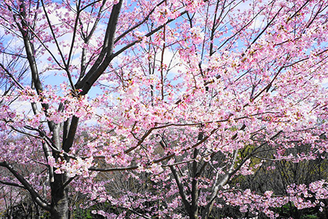 東山植物園、桜の回廊