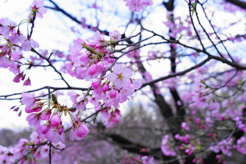 桜咲く東山植物園