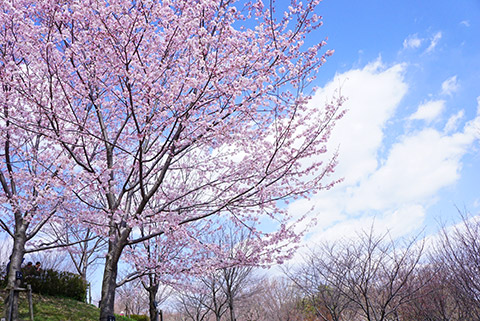 東山植物園、桜の回廊