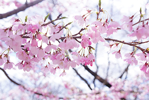 桜色