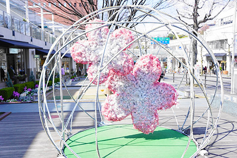 星ヶ丘テラスの桜