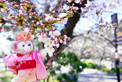 マイベアと桜の記念撮影