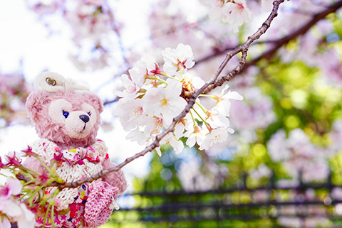 荒子観音の桜とシェリーメイ