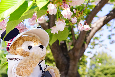 4月の終わりの桜