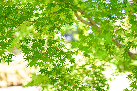 緑がきれいで心地良い朝