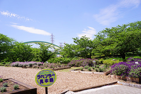 荒子川公園のラベンダー園