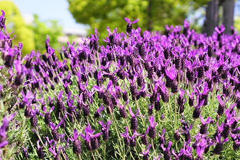 名古屋市の荒子川公園のラベンダー